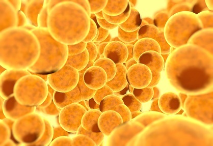 Stimuler les cellules graisseuses ou adipocytes avec le même mécanisme qu'un antibactérien (Visuel Fotolia) Stimuler les cellules graisseuses ou adipocytes avec le même mécanisme qu'un antibactérien (Visuel Fotolia)