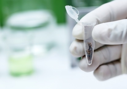 L’usage du cannabis s’étend, y compris en Europe où son usage récréatif vient d'être légalisé au Royaume-Uni. L’usage du cannabis s’étend, y compris en Europe où son usage récréatif vient d'être légalisé au Royaume-Uni.