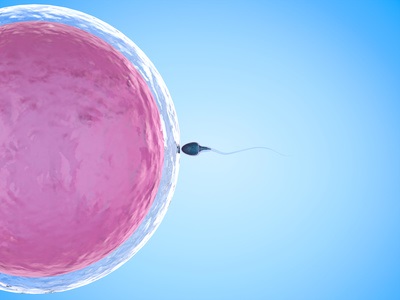 Une durée longue voire très longue de congélation du sperme n'a aucune incidence, ou presque, sur les taux de naissances vivantes