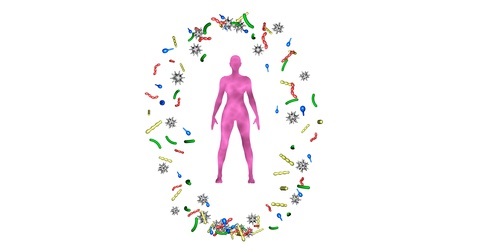 c’est en restaurant l'expression de la protéine interleukine-22 (IL-22), que les fibres fermentescibles favorisent cette croissance de « bonnes » bactéries dans le côlon c’est en restaurant l'expression de la protéine interleukine-22 (IL-22), que les fibres fermentescibles favorisent cette croissance de « bonnes » bactéries dans le côlon