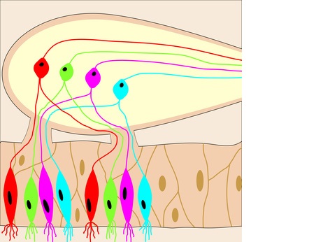 Ces cellules olfactives pourraient en effet être le marqueur soit de bonne santé, soit de maladie.