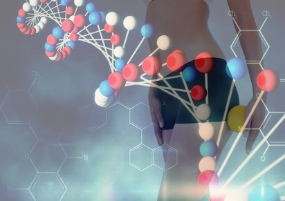 L'étude révèle ici un rôle positif de l'ADN satellite, un type de « junk DNA », dans la cohésion du génome.