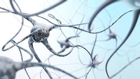 Il semble plutôt que les altérations structurelles de la morphologie neuronale et des connexions synaptiques soient les facteurs les plus corrélés avec l'âge du cerveau 