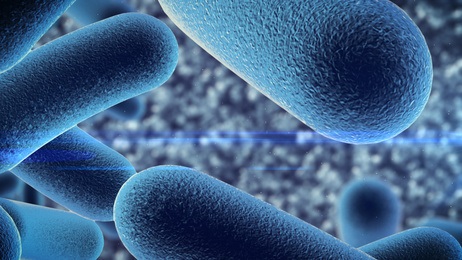 L'étude confirme l’importance cruciale de la composition des bactéries intestinales pour la santé immunitaire et ouvre la voie vers de nouvelles thérapies favorisant la récupération de nos globules blancs (Visuel Fotolia 167191344)