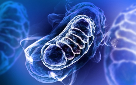 L'étude constate des changements structurels et fonctionnels dans les mitochondries des patients atteints de diabète.