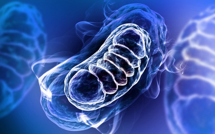 2 nouvelles molécules ouvrent l'espoir de pouvoir ralentir les changements moléculaires, normaux et pathologiques, associés au vieillissement.