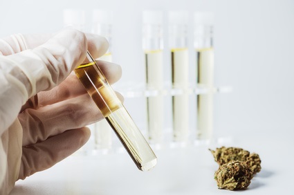 Les deux principaux « principes actifs » du cannabis, le cannabidiol (CBD) et le Δ-9-tétrahydrocannabinol (THC) se compensent d’une certaine manière Les deux principaux « principes actifs » du cannabis, le cannabidiol (CBD) et le Δ-9-tétrahydrocannabinol (THC) se compensent d’une certaine manière