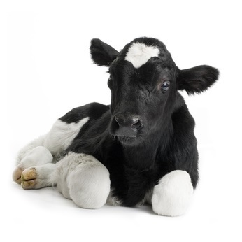 Contrairement à la plupart des animaux, les vaches ont des longues chaînes d'acides aminés