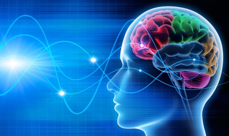  Ces travaux révèlent une flexibilité extrême de nos neurones qui, en fonction de leur intégration dans tel ou tel réseau, tantôt vont contribuer à un point de vue détaillé ou à une vue d’ensemble.