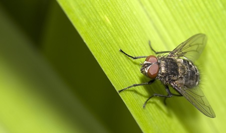 Cette maladie parasitaire (Trypanosoma brucei) transmise par la mouche tsé-tsé n’avait jusque-là jamais été associée à un trouble de l’horloge biologique ou du rythme circadien.