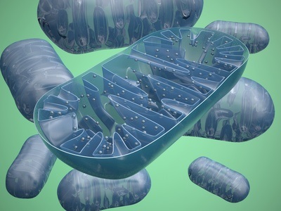 Les mitochondries sont documentées ici comme un point d'intersection possibles entre les expériences psychosociales et les réponses au stress biologique. 