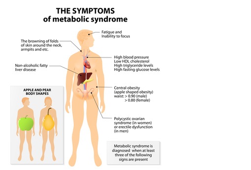 Les souris mâles développent, comme les hommes, un syndrome métabolique (cf visuel) dont le diabète de type 2, une insensibilité à l'insuline et des marqueurs de troubles vasculaires Les souris mâles développent, comme les hommes, un syndrome métabolique (cf visuel) dont le diabète de type 2, une insensibilité à l'insuline et des marqueurs de troubles vasculaires