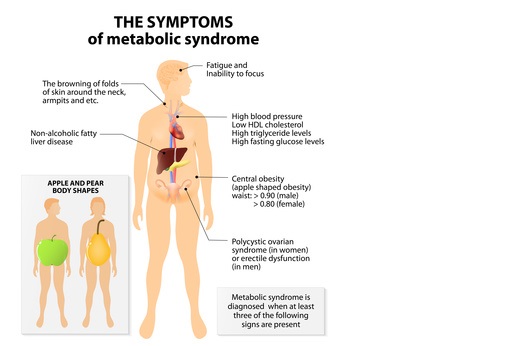 Les souris mâles développent, comme les hommes, un syndrome métabolique (cf visuel) dont le diabète de type 2, une insensibilité à l'insuline et des marqueurs de troubles vasculaires