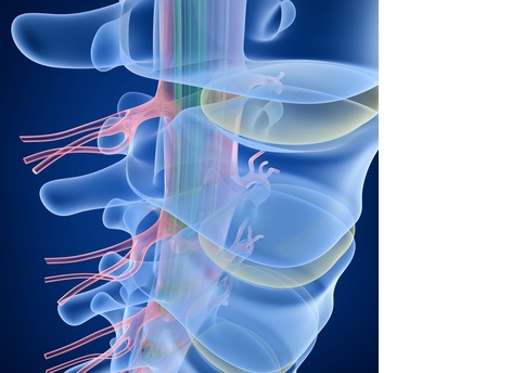 La stimulation des ganglions de la racine dorsale permet de « perturber » les signaux de douleur en ciblant spécifiquement les nerfs responsables.