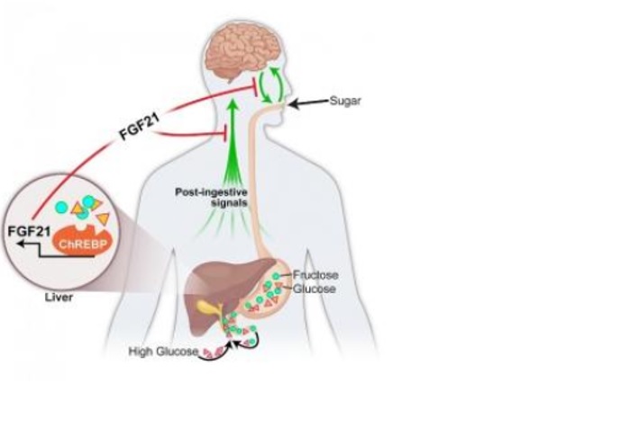 Produite dans le foie, FGF21 agit dans le cerveau pour supprimer l'apport en sucre et la préférence pour le goût sucré. (Schéma@University of Iowa) Produite dans le foie, FGF21 agit dans le cerveau pour supprimer l'apport en sucre et la préférence pour le goût sucré. (Schéma@University of Iowa)