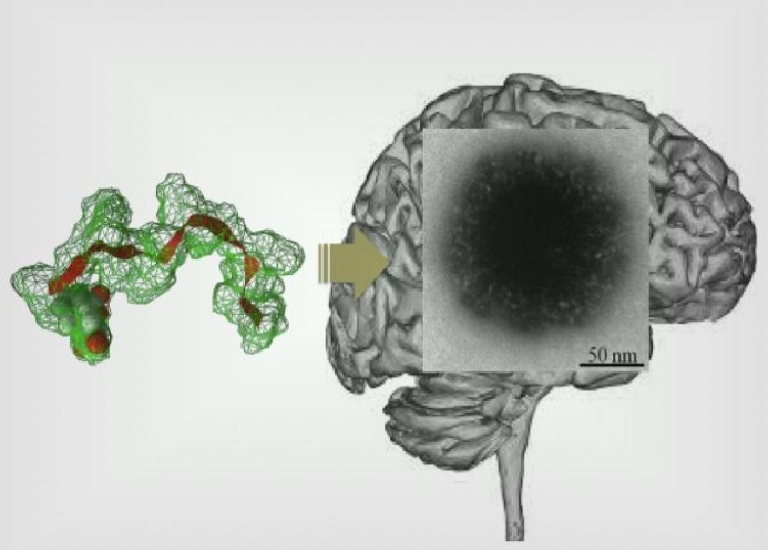 Un auto-assemblage peptidique, « à poils », va délivrer l'agent actif dans le cerveau Un auto-assemblage peptidique, « à poils », va délivrer l'agent actif dans le cerveau