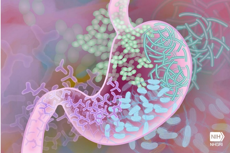 L’infusion parentérale d'huiles s'accompagne de changements positifs dans les niveaux des acides biliaires intestinaux et dans le microbiome intestinal chez le bébé prématuré (Visuel NIH)