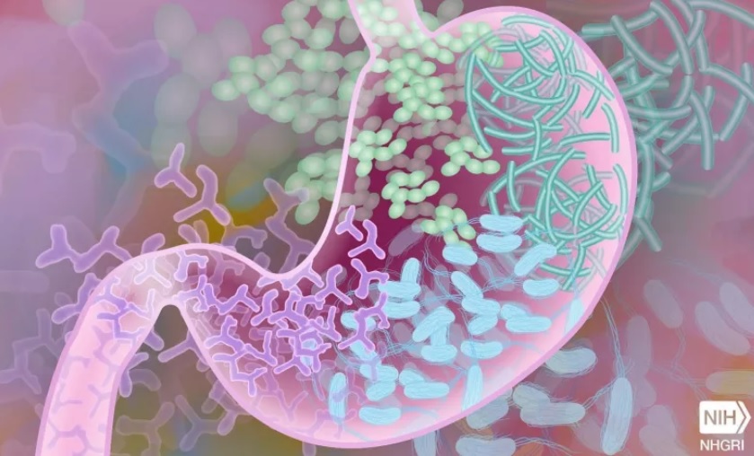 « Can microbes combat neurodegeneration ? », titre cet article de perspective du Dr Eran Blacher, neuro-immonologiste à Stanford, lauréat 2021 du Prix NOSTER & Science Microbiome pour ses travaux éclairant la relation entre le microbiome et les maladies neurodégénératives  (Visuel NIH)