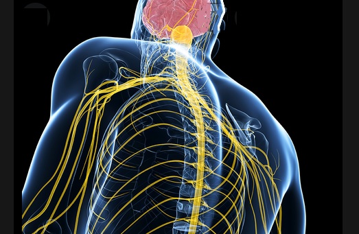 La stimulation de la moelle épinière à haute fréquence permet un soulagement significatif et plus durable de la douleur (Visuel NIH) La stimulation de la moelle épinière à haute fréquence permet un soulagement significatif et plus durable de la douleur (Visuel NIH)