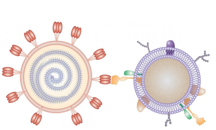Les nanosponges recouvertes d'une membrane cellulaire humaine agissent comme un leurre pour empêcher le coronavirus de pénétrer dans les cellules (Visuel Nano Letters 2020, DOI: 10.1021/acs.nanolett.0c02278) Les nanosponges recouvertes d'une membrane cellulaire humaine agissent comme un leurre pour empêcher le coronavirus de pénétrer dans les cellules (Visuel Nano Letters 2020, DOI: 10.1021/acs.nanolett.0c02278)