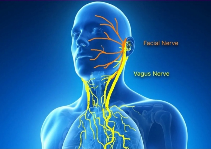De nombreux symptômes du COVID long pourraient être liés aux effets du SRAS-CoV-2 sur le nerf vague (Visuel NIH) De nombreux symptômes du COVID long pourraient être liés aux effets du SRAS-CoV-2 sur le nerf vague (Visuel NIH)