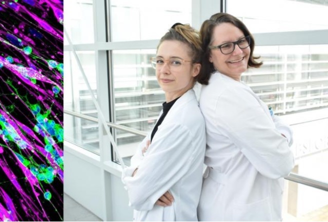 Tamara Weiss, PhD, and Sabine Taschner-Mandl, PhD /La croissance incontrôlée des neuroblastomes (cellules tumorales vertes) est arrêtée par une molécule produite par des cellules gliales spécifiques, les cellules de Schwann (en rouge) (Visuel St.Anna Children's Cancer Research Institute)