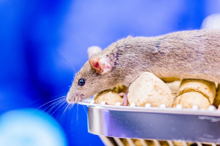 Les humains et les animaux ont la capacité de s'adapter constamment à de nouvelles situations mais il semble possible de modifier cette flexibilité (Visuel Frank Brüderli; Universität Zürich). Les humains et les animaux ont la capacité de s'adapter constamment à de nouvelles situations mais il semble possible de modifier cette flexibilité (Visuel Frank Brüderli; Universität Zürich).