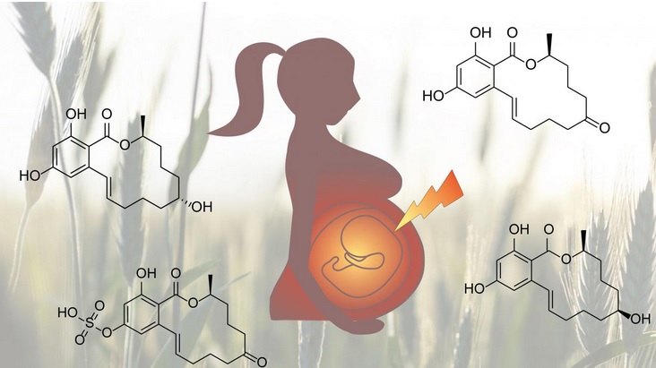 Les xénoestrogènes de l'environnement, en particulier par voie d’exposition alimentaire peuvent avoir un effet profond sur l'équilibre hormonal du corps du bébé