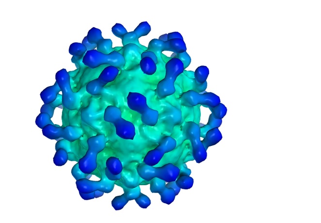 Le virus infecte des cellules cancéreuses puis se réplique ce qui provoque la rupture et la mort de ces cellules. 