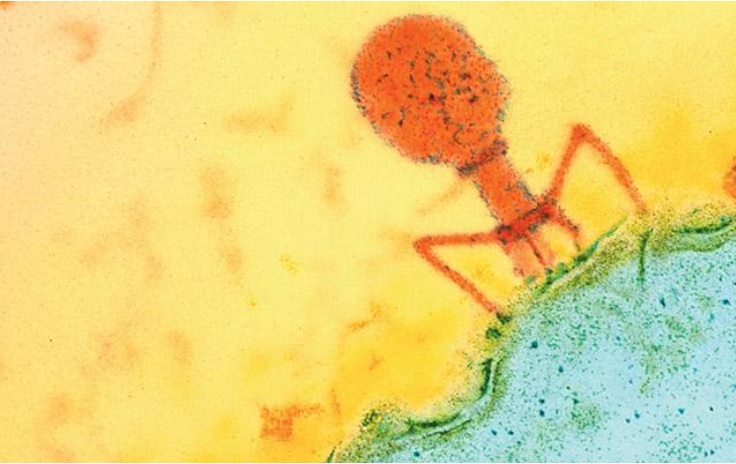 Des bactériophages se nourrissent d’E. faecalis