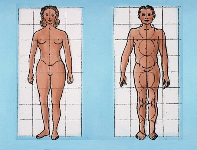 Certains sites ADN liés aux différences physiques entre les sexes sont également liés au risque de maladie (Visuel d’après Museums Victoria (Public Domain, https://creativecommons.org/publicdomain/mark/1.0/) 