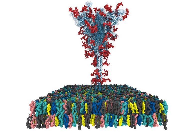 Cette équipe internationale vient de développer le tout premier modèle open source au niveau atomique de la protéine de pointe « S » ou « Spike » du coronavirus SARS-CoV-2 (Visuel Dr. Yeolkyo Choi/Lehigh). 