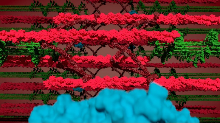 La myosine est donc la protéine essentielle de la force musculaire ? (Visuel Jacobo Lopez Carballo, Gotthardt Lab, MDC) La myosine est donc la protéine essentielle de la force musculaire ? (Visuel Jacobo Lopez Carballo, Gotthardt Lab, MDC)