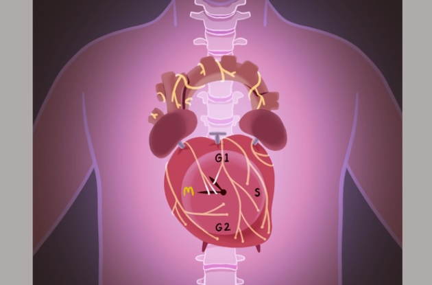Il semble possible de manipuler les nerfs et/ou les gènes circadiens, soit par le biais de médicaments ou de thérapies géniques, pour augmenter le nombre de cellules cardiaques après la naissance (Visuel Emmanouil Tampakakis) Il semble possible de manipuler les nerfs et/ou les gènes circadiens, soit par le biais de médicaments ou de thérapies géniques, pour augmenter le nombre de cellules cardiaques après la naissance (Visuel Emmanouil Tampakakis)