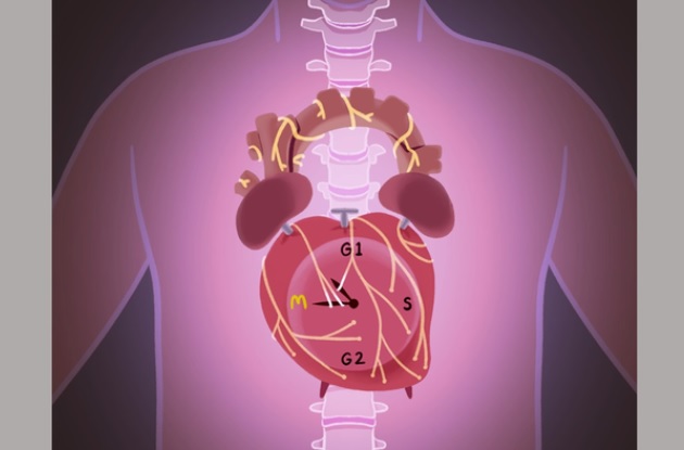 Il semble possible de manipuler les nerfs et/ou les gènes circadiens, soit par le biais de médicaments ou de thérapies géniques, pour augmenter le nombre de cellules cardiaques après la naissance (Visuel Emmanouil Tampakakis)