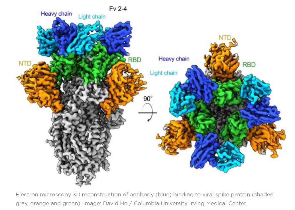 L’équipe vient de découvrir ces anticorps parmi les plus puissants pour neutraliser le virus SARS-CoV-2 (Visuel David Ho / Columbia University Irving Medical Center)