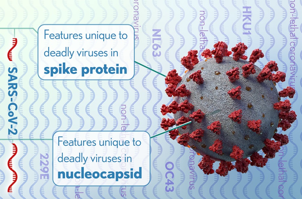 Le SRAS-CoV-2 peut recruter un métabolite de l'hème pour échapper à l'immunité des anticorps Le SRAS-CoV-2 peut recruter un métabolite de l'hème pour échapper à l'immunité des anticorps