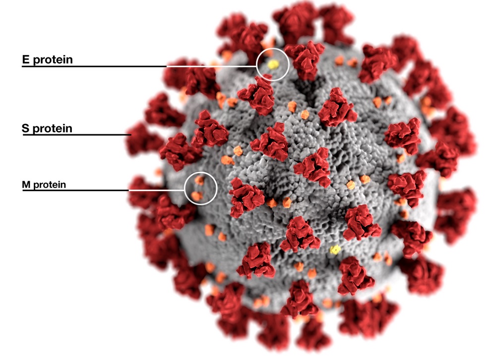 Les virus respiratoires qui détournent les mécanismes immunitaires peuvent avoir aussi leur talon d’Achille (Visuel Wikipedia) Les virus respiratoires qui détournent les mécanismes immunitaires peuvent avoir aussi leur talon d’Achille (Visuel Wikipedia)