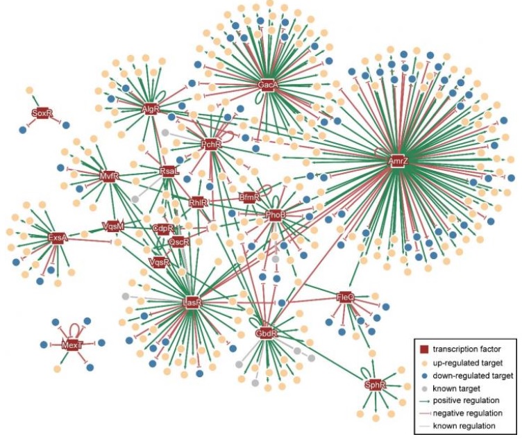Décrypter le mécanisme régulateur de la « supervirulence » de certaines souches de Pseudomonas aeruginosa, c'est identifier de nouvelles cibles pour de nouveaux antibiotiques Décrypter le mécanisme régulateur de la « supervirulence » de certaines souches de Pseudomonas aeruginosa, c'est identifier de nouvelles cibles pour de nouveaux antibiotiques.