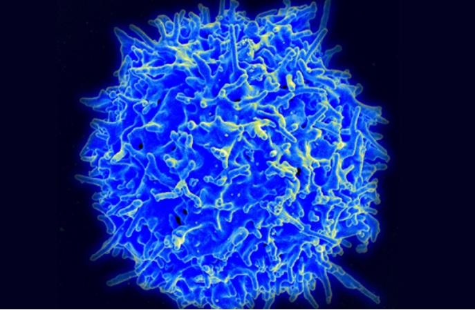 Des cas bénins de COVID-19 peuvent produire une forte réponse des lymphocytes T à mémoire (Visuel NIH)