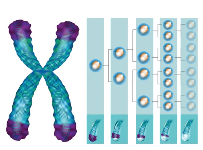 L’espérance de vie biologique pourrait ainsi être estimée très tôt dans la vie (Visuel Fotolia)