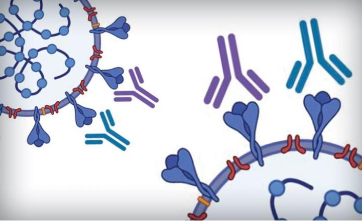 La technique « ELISA » permet de détecter, avec une précision de 80% ou plus des niveaux d'anticorps égaux ou supérieurs aux niveaux recommandés par la FDA pour la thérapie de plasma de convalescence (Visuel University of Texas at Austin)