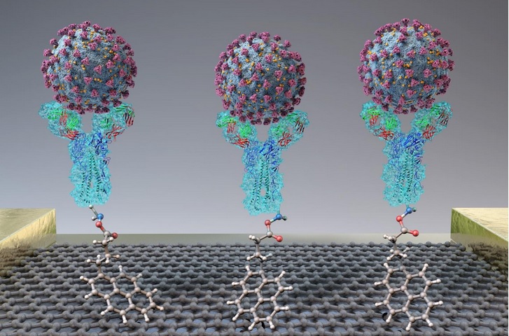 Lorsqu’une protéine de pointe du virus ou un virus SARS-CoV-2 se trouve à proximité du capteur, la liaison à l'anticorps (en forme de Y sur le visuel), cela induit une modification du courant électrique. Lorsqu’une protéine de pointe du virus ou un virus SARS-CoV-2 se trouve à proximité du capteur, la liaison à l'anticorps (en forme de Y sur le visuel), cela induit une modification du courant électrique.