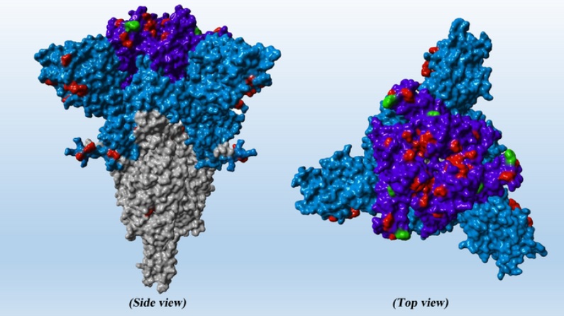 BA.2.12.1, BA.4 et BA.5 sont les nouvelles sous-variantes émergentes d'Omicron et ces souches sont « moins efficacement inhibées par les anticorps » (Visuel Markus Hoffmann)