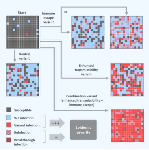 Le vrai danger est lorsqu'un variant combine une forte transmissibilité et une capacité d’échappement immunitaire (Schéma Cell) Le vrai danger est lorsqu'un variant combine une forte transmissibilité et une capacité d’échappement immunitaire (Schéma Cell).