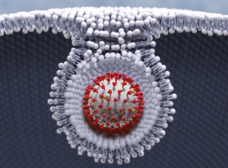 Le COVID-19 s’alimente de la graisse des cellules hôtes de notre corps pour mieux alimenter sa prise de contrôle virale (Illustration by Michael Perkins | Pacific Northwest National Laboratory)