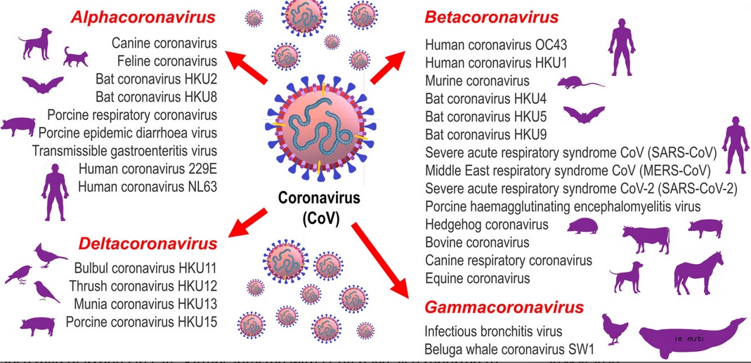 Classification of CoV genera – Alphacoronavirus, Betacoronavirus, Gammacoronavirus and Deltacoronavirus  (Visuel Journal of Small Animal Practice (JSAP) https://doi.org/10.1111/jsap.13207)