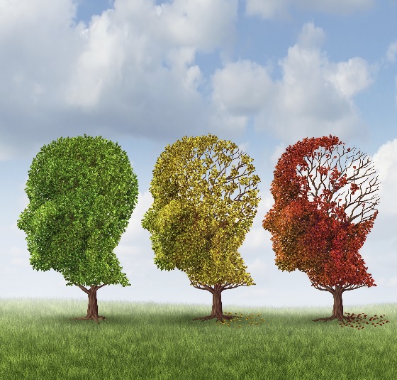 Dans  l’Alzheimer, la perte de capacités cognitives se produit exactement à l’inverse de la séquence d’acquisition des compétences au cours du développement normal.