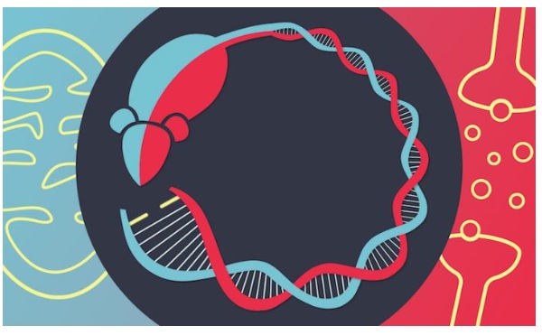 Environ 20% des patients atteints d'une maladie mitochondriale présentent également un trouble bipolaire, une maladie psychiatrique majeure caractérisée par des épisodes maniaques et dépressifs. 