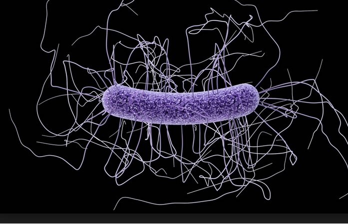 Les infections à C. difficile font partie des défis prioritaires à l’hôpital, en 15 ans, elles sont devenues la cause la plus fréquente d'infections nosocomiales dans les pays développés. 